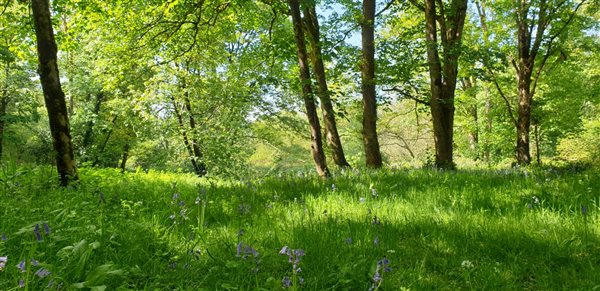 bluebells and wild garlic in the woods